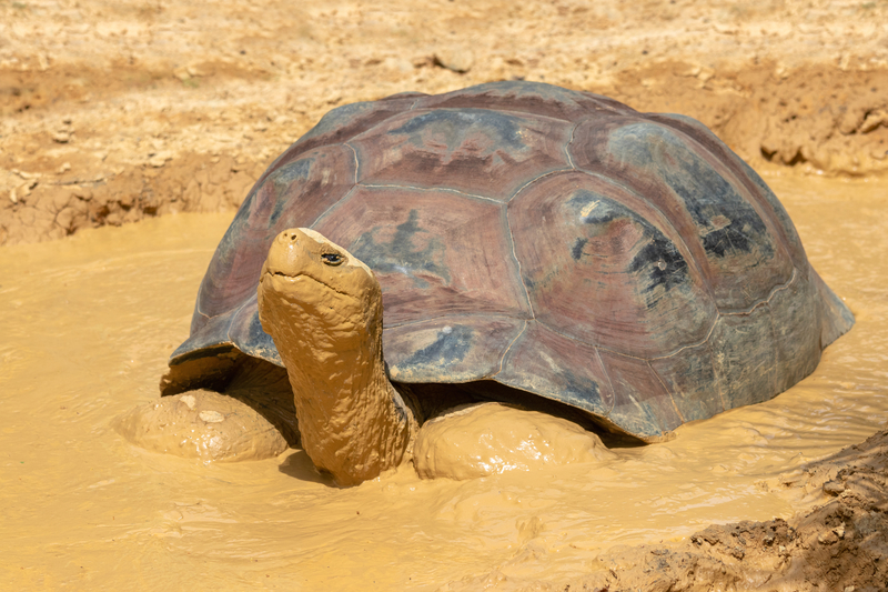 What a Turtle in the Mud Knows About Success that You Might Have Forgotten